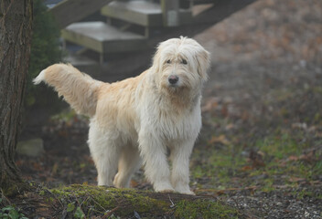 Portrait of nice white dog - Sheepdog mioritic. shepherd dog in nature. animal with long fur.