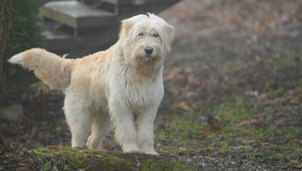 Portrait of nice white dog - Sheepdog mioritic. shepherd dog in nature. animal with long fur.