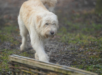 Portrait of nice white dog - Sheepdog mioritic. shepherd dog in nature. animal with long fur.