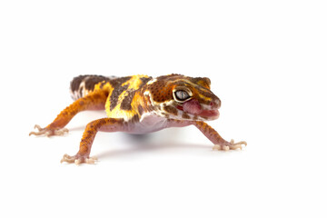 Snow tremper lemon frost gecko closeup on white background