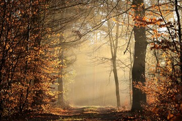 Path through the forest on a foggy January morning