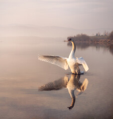 Jezioro łabędzie © kamil