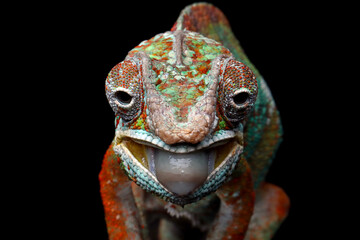 Closeup head panther chameleon ready catching insec © kuritafsheen