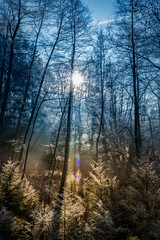 Fototapeta na wymiar Tannenbäume im Winter werdenvon der Sonne ausgestrahlt