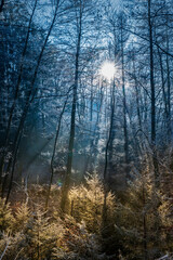 Tannenbäume im Winter werdenvon der Sonne ausgestrahlt