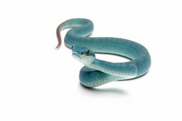 Blue viper snake on reflection, Baby viper snake closeup on isolated background, Indonesian viper snake