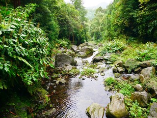 Rivière du lac de Furnas dans la forêt tropicale du parc naturel Parque da Grena près du lac de Furnas dans l'archipel des Açores. Île de Sao Miguel. Portugal