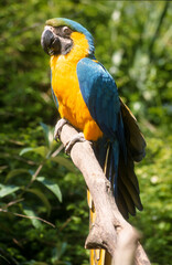 Ara bleu,.Ara ararauna , Blue and yellow Macaw