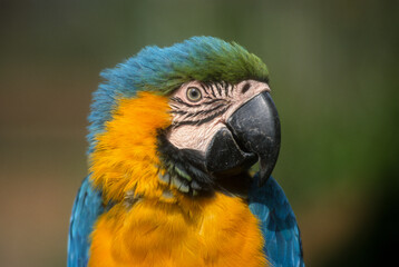 Ara bleu,.Ara ararauna , Blue and yellow Macaw