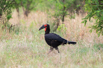 Bucorve du Sud, Grand calao terrestre, Bucorvus leadbeateri, Southern Ground Hornbill
