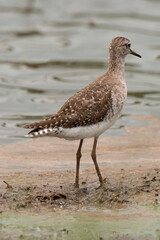Chevalier sylvain,.Tringa glareola , Wood Sandpiper