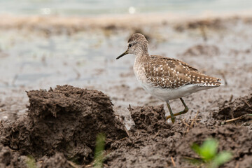 Chevalier sylvain,.Tringa glareola , Wood Sandpiper