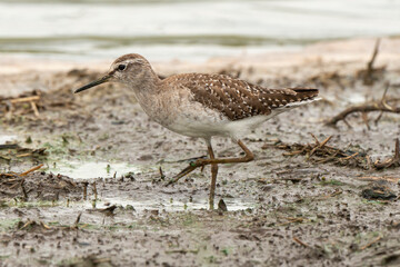 Chevalier sylvain,.Tringa glareola , Wood Sandpiper