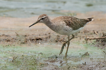 Chevalier sylvain,.Tringa glareola , Wood Sandpiper
