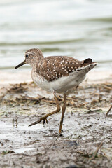 Chevalier sylvain,.Tringa glareola , Wood Sandpiper