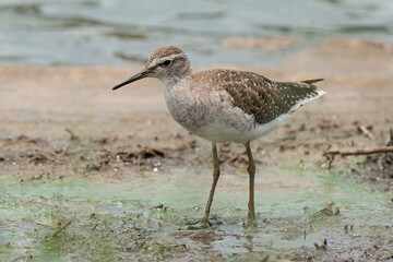 Chevalier sylvain,.Tringa glareola , Wood Sandpiper