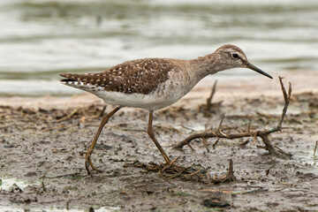 Chevalier sylvain,.Tringa glareola , Wood Sandpiper