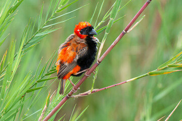 Euplecte ignicolore, .Euplectes orix, Southern Red Bishop, Afrique du Sud
