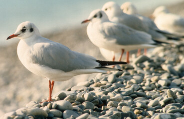 Mouette rieuse, Chroicocephalus ridibundus, Black headed Gull