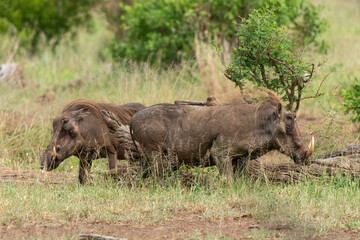 Phacochère commun, Phacochoerus africanus, Afrique du Sud