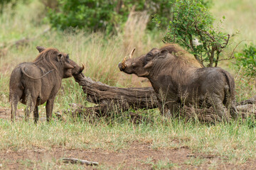 Fototapeta premium Phacochère commun, Phacochoerus africanus, Afrique du Sud