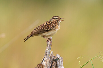 Phragmite des joncs,.Acrocephalus schoenobaenus, Sedge Warbler