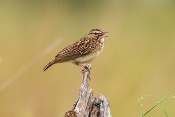Phragmite des joncs,.Acrocephalus schoenobaenus, Sedge Warbler