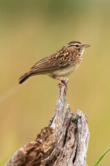 Fototapeta premium Phragmite des joncs,.Acrocephalus schoenobaenus, Sedge Warbler