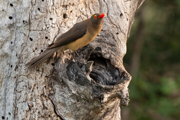 Piqueboeuf &agrave; bec rouge, Red billed Oxpecker, Buphagus erythrorhynchus