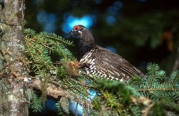 Obraz premium Tétras du Canada, parades, mâle, .Canachites canadensis , Spruce Grouse