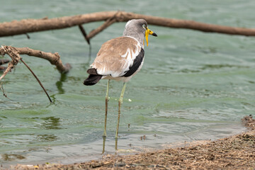 Vanneau à tête blanche,.Vanellus albiceps, White crowned Lapwing, Afrique du Sud