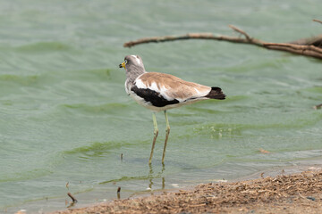 Vanneau à tête blanche,.Vanellus albiceps, White crowned Lapwing, Afrique du Sud