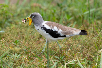 Vanneau à tête blanche,.Vanellus albiceps, White crowned Lapwing, Afrique du Sud