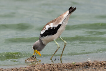 Vanneau à tête blanche,.Vanellus albiceps, White crowned Lapwing, Afrique du Sud