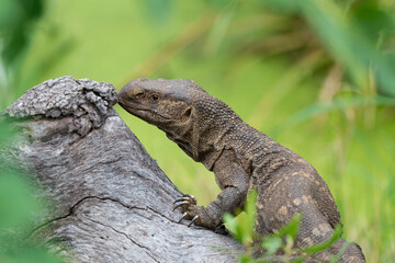 Varan du Nil, Varanus niloticus