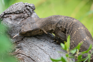 Varan du Nil, Varanus niloticus