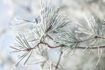 Beautiful pine branches in hoarfrost in the sunlight on a frosty morning