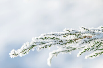 Frosty pine tree branches. Sunny, snowy, snowfall frost scene outdoors. Beautiful snowy winter day background. 