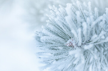Winter background, close up of frosted pine branch on a snowing day with copy space