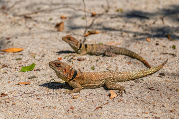 Cuvier's Madagascar Swift - Oplurus cuvieri, Madagascar west coast, Tsingy. Large lizard.