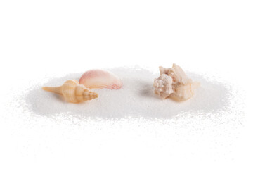 Obraz na płótnie Canvas Sea shells in sand pile isolated on white background