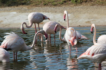 Wild without wilderness in Zoo