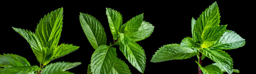 Fototapeta na wymiar fresh mint leaf on black background. Collection