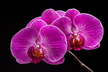 Naklejka na ściany i meble Purple orchid flower phalaenopsis, phalaenopsis or falah on a black background.