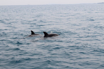 Obraz premium common bottlenose dolphin (Tursiops truncatus)