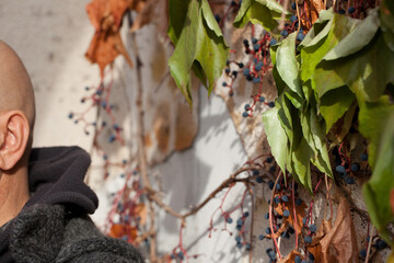 A fragment of a man's shaved head and a wall overgrown with vines with fruit.