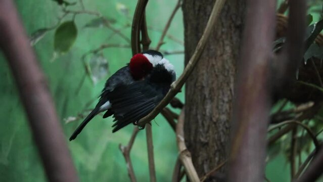 A black-throated cardinal bunting sits on a tree branch