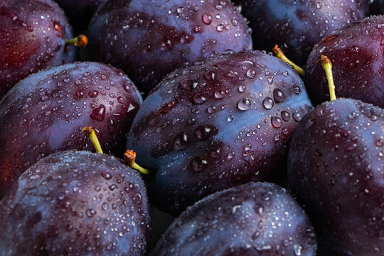 Plums with drops. background of beautiful home plums