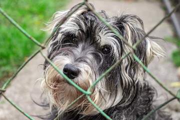 Zwergschnauzer. Sad eyes of a dog behind bars close up. A dog at an animal shelter.