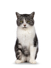 Sweet elderly house cat, sitting up facing front. Looking away from camera. Isolated on a white background.